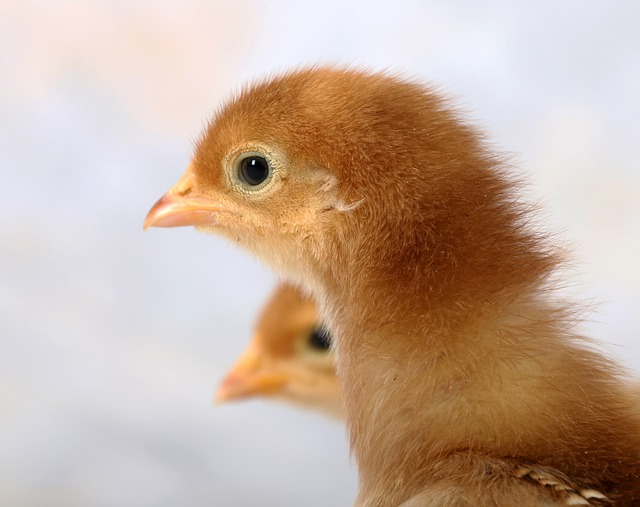 Two brown chicks