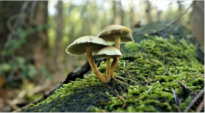 magic mushrooms in the wild